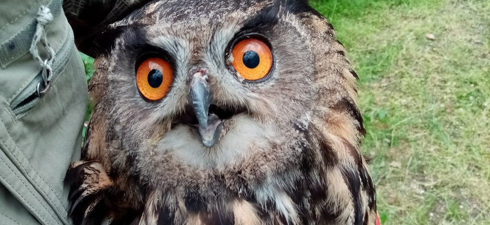 Dopo un mese di cure liberato un gufo reale al Parco naturale Adamello Brenta